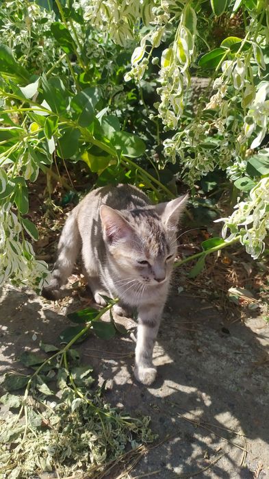 Отдам котенка, 4-месячную кошечку в хорошие, добрые руки.