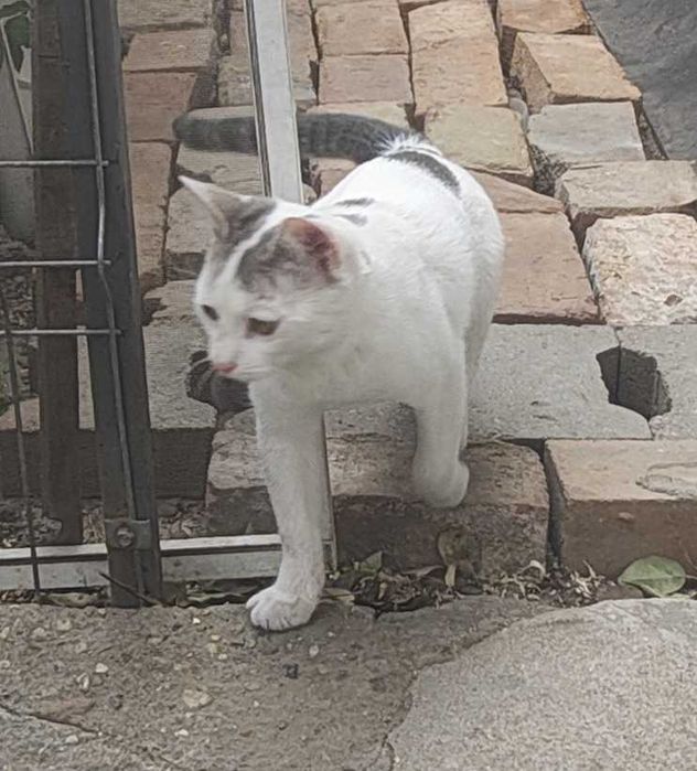 Dau pisoi pentru adoptie