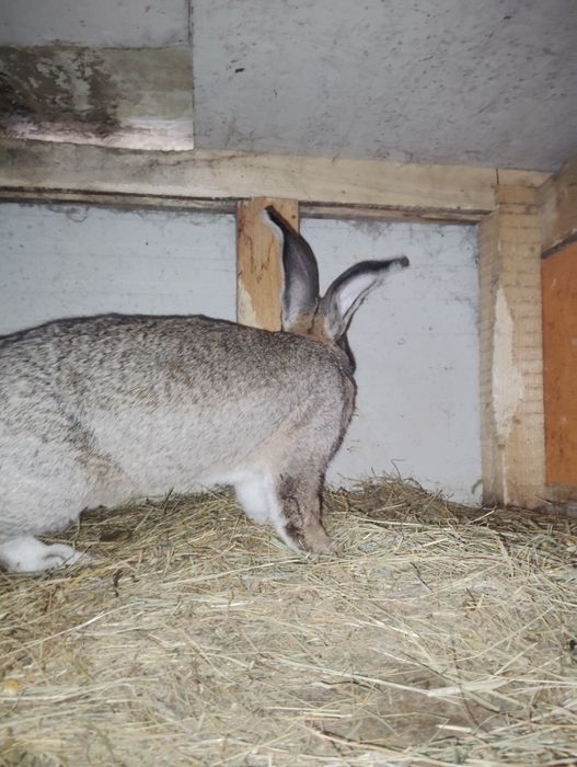 Vând iepuroi urecheați