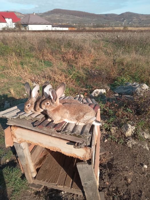 Vand iepurasi de 3 luni