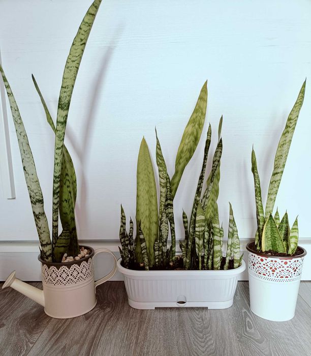 Flori limba soacrei sau floarea șarpe