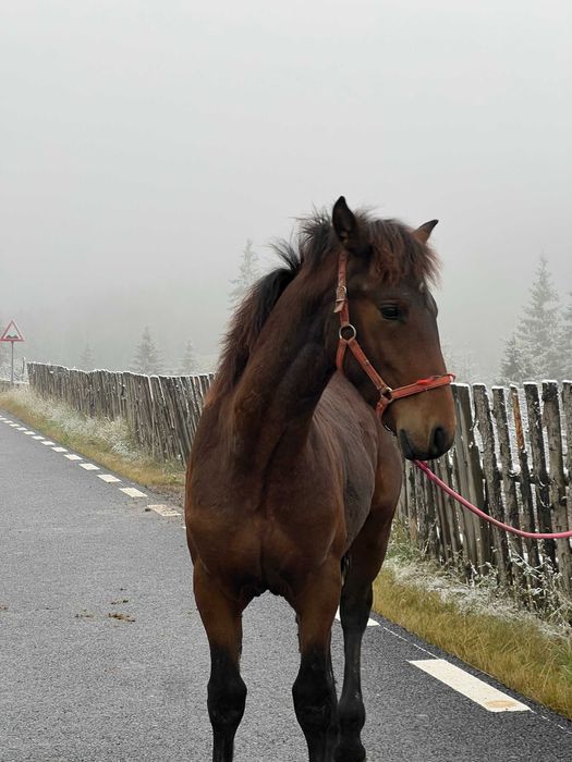 Manz armasar echitație frizian