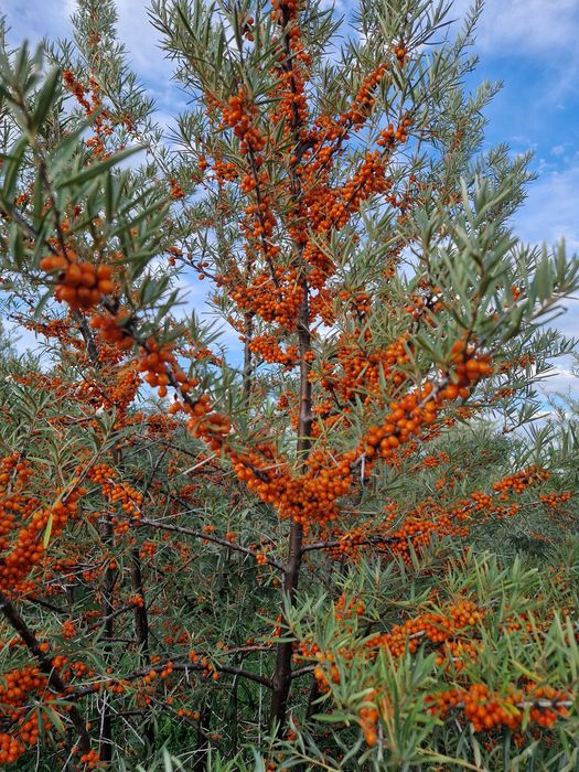 Catina si sirop de catina