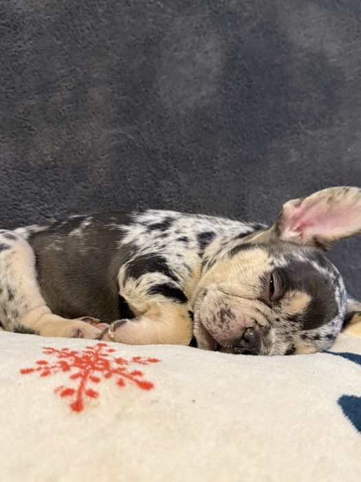Френски булдог french bulldog