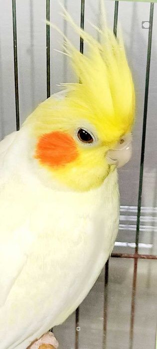 Попугай  корелла волнистый + клетка
