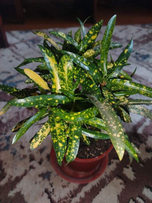 Кротон брызги шампанского, голанский сорт