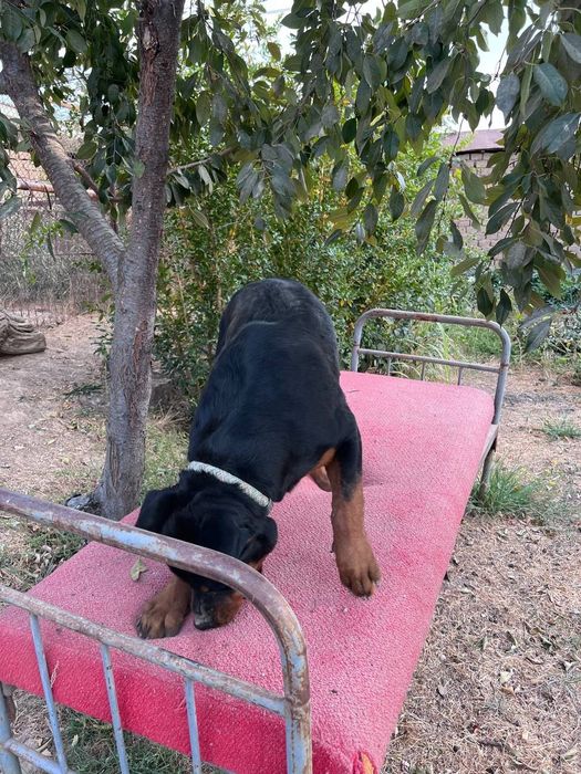 Kuchu sotiladi 1 yosh boʻldi toza qaralgan vaktsinalarni qilingan.
