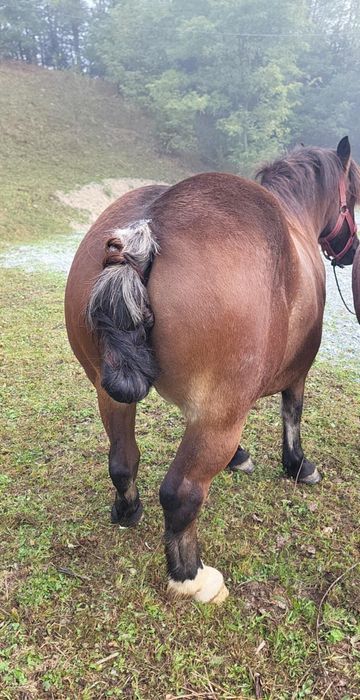 De vânzare mânz de 5 /6 luni