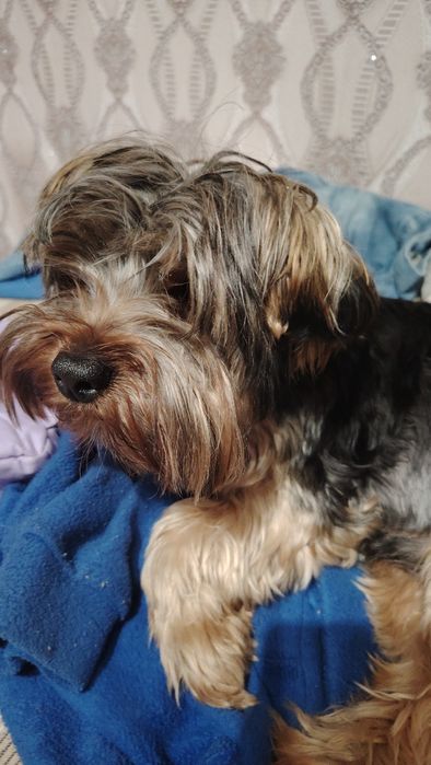 Йорки на една година и половина