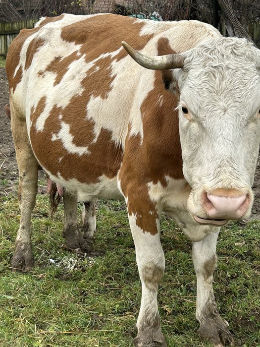 Vand vaca baltata romanesca