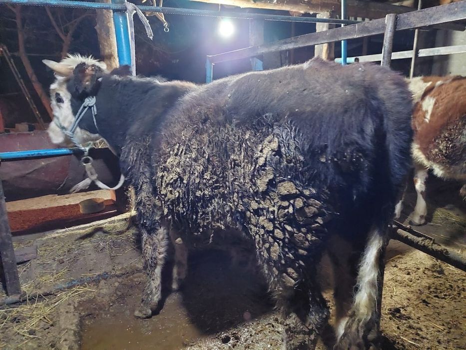 Буха бык бордахы