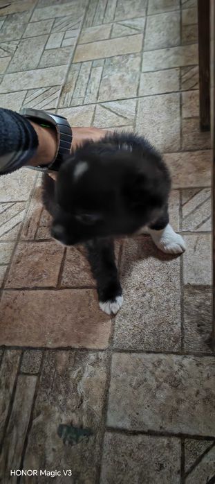 Кученце мелез за продан