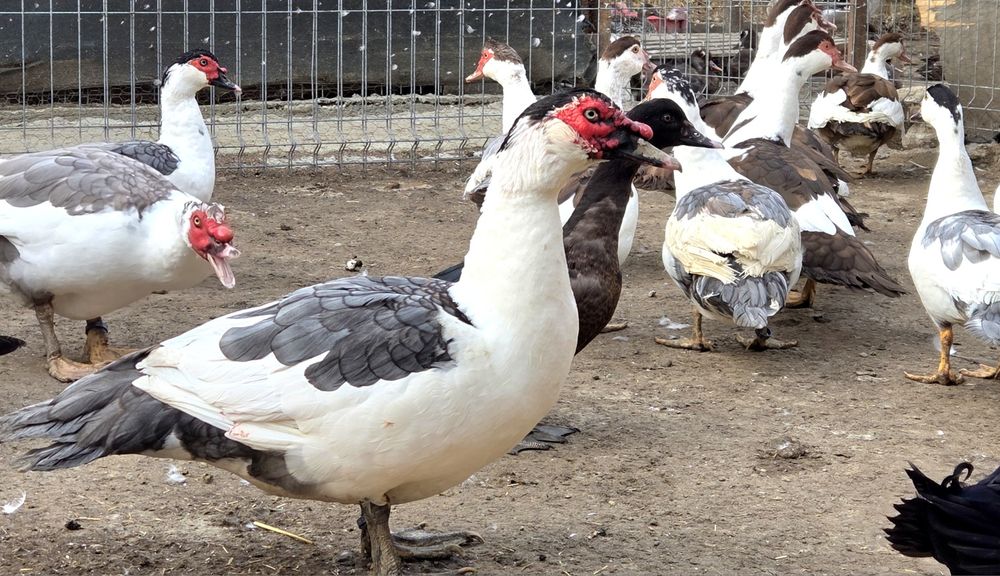 Rate lesesti (mute) cotofana. Diaponibile 2 culori