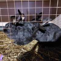 Продам кроликов породистые