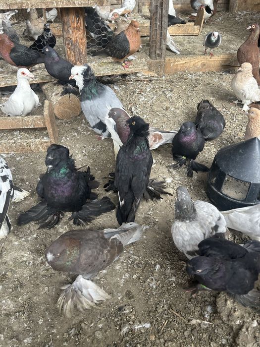 Vind porumbei, takla , jucatori de botosani, tobosari germani , tobosa