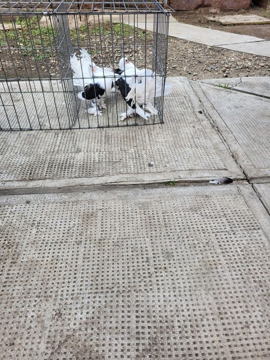 Rate marurate si boboci