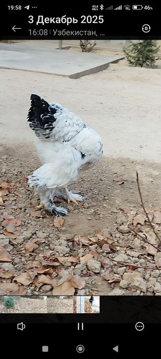 Светлий брама товуқлари.