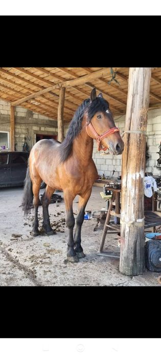 Vând sau schimb Armăsar Metis de frizian de 2 ani