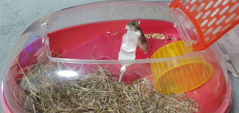 Hamsteri siberieni 20 lei