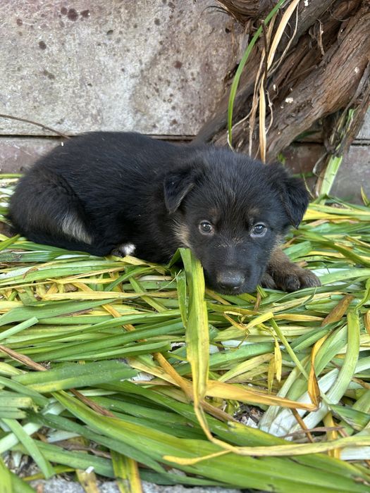 Donez cățeluși ciobănesc german