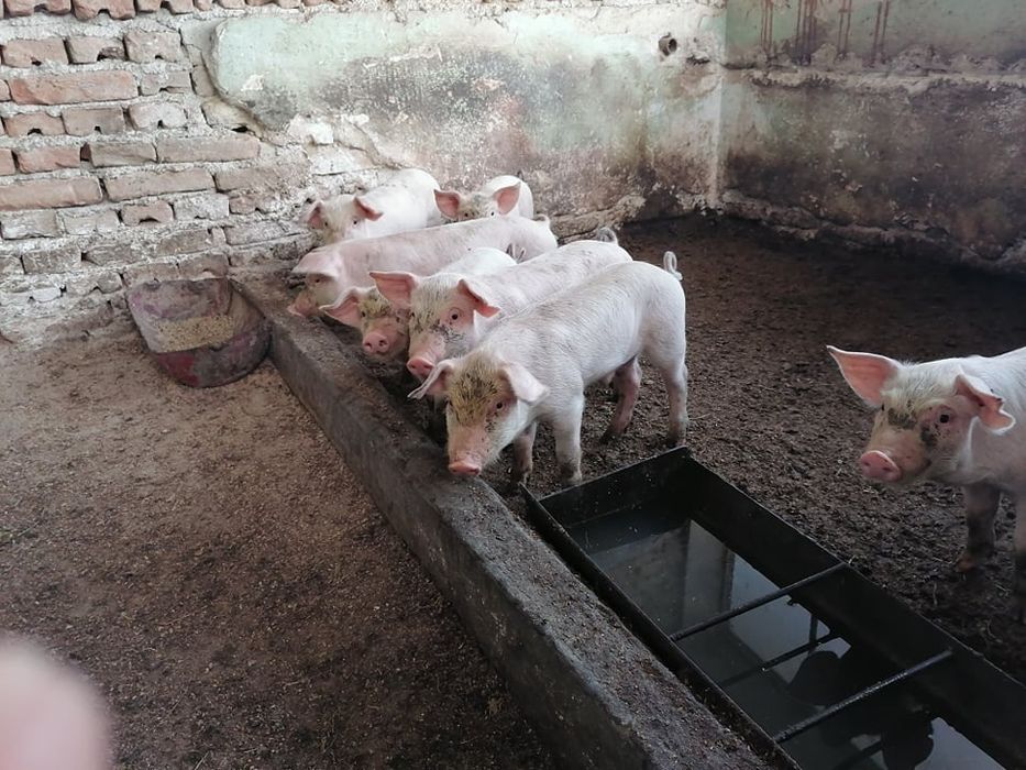 Продавам прасенца