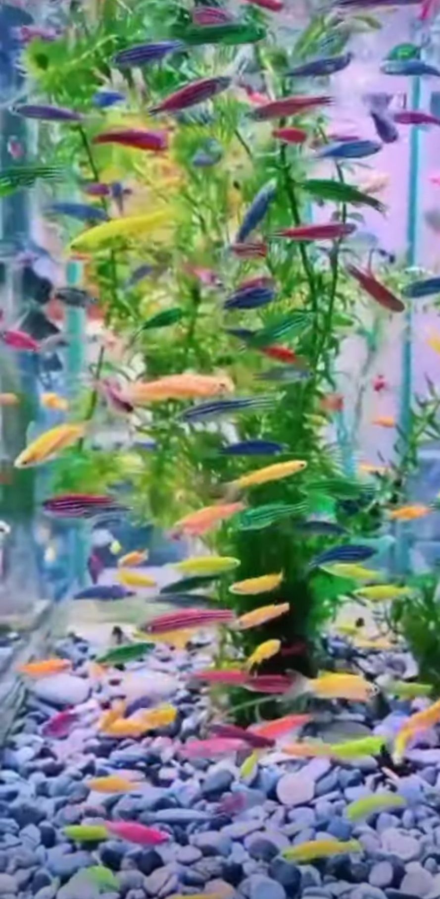 Danio Данио гло аквариумные рыбки akvarium baiqlari optm va dona