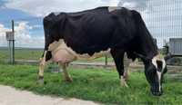 Vand Vaca Holstein Urgent Urgent