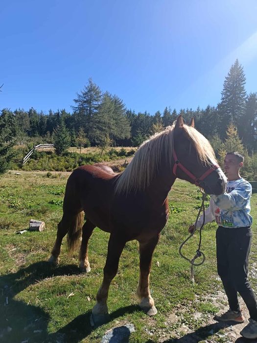 Vând Armăsar 2 ani