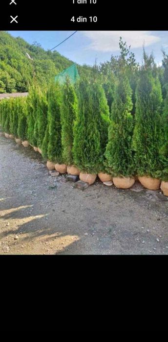 Piatră naturală de munte și plante ornamentale