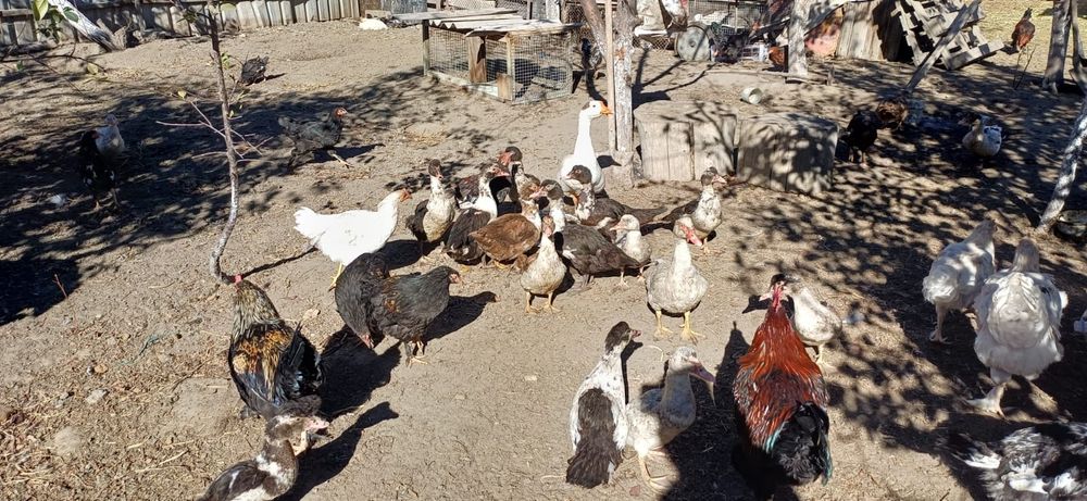 Петуха домашние куры индоутки гуси оптом и в розницу