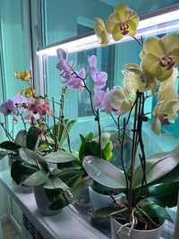 Продам домашние орхидеи
