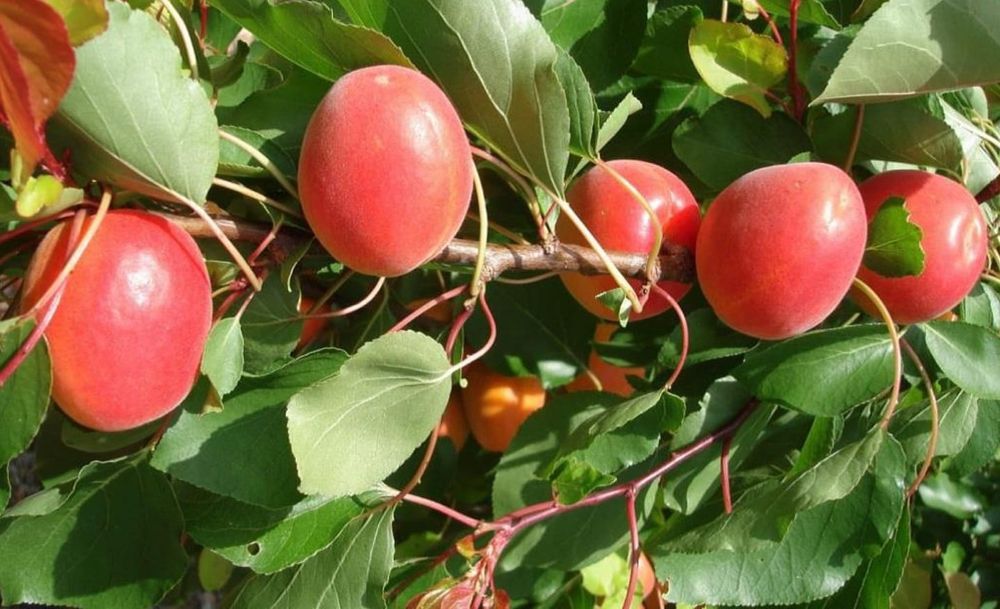 Pomi fructiferi pitici  [Dwarf] soiuri de cais