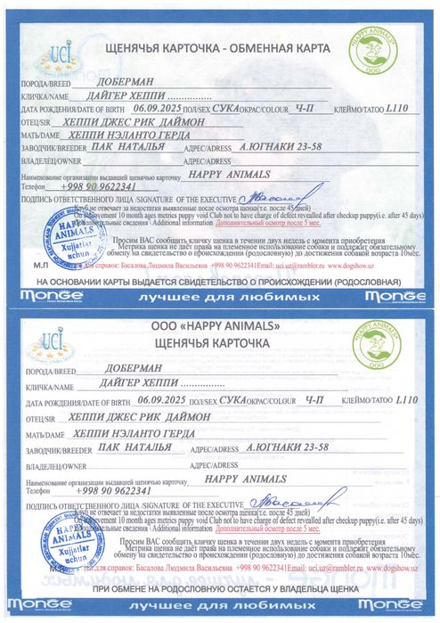 Доберман Щенок девочка от 06 Сентября 2025г рождения