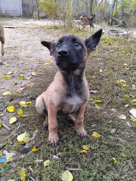 Ciobănesc belgian malinois