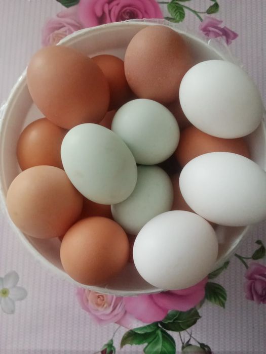 Продаю яйца куриные.домашний