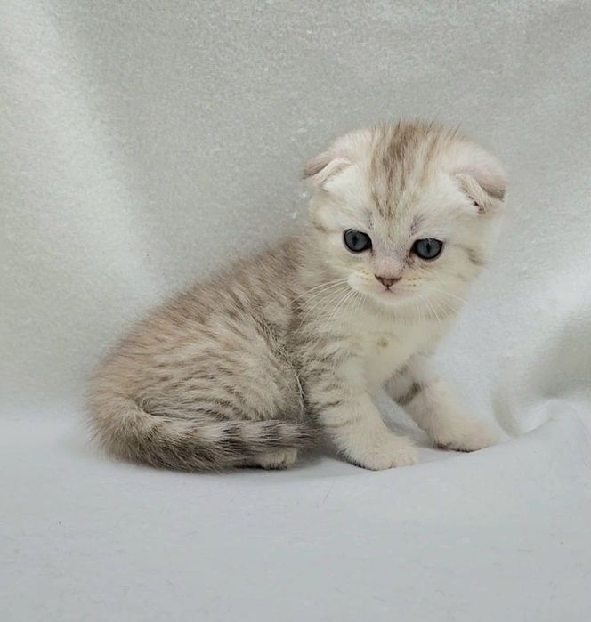 Мальчик скоттиш фолд