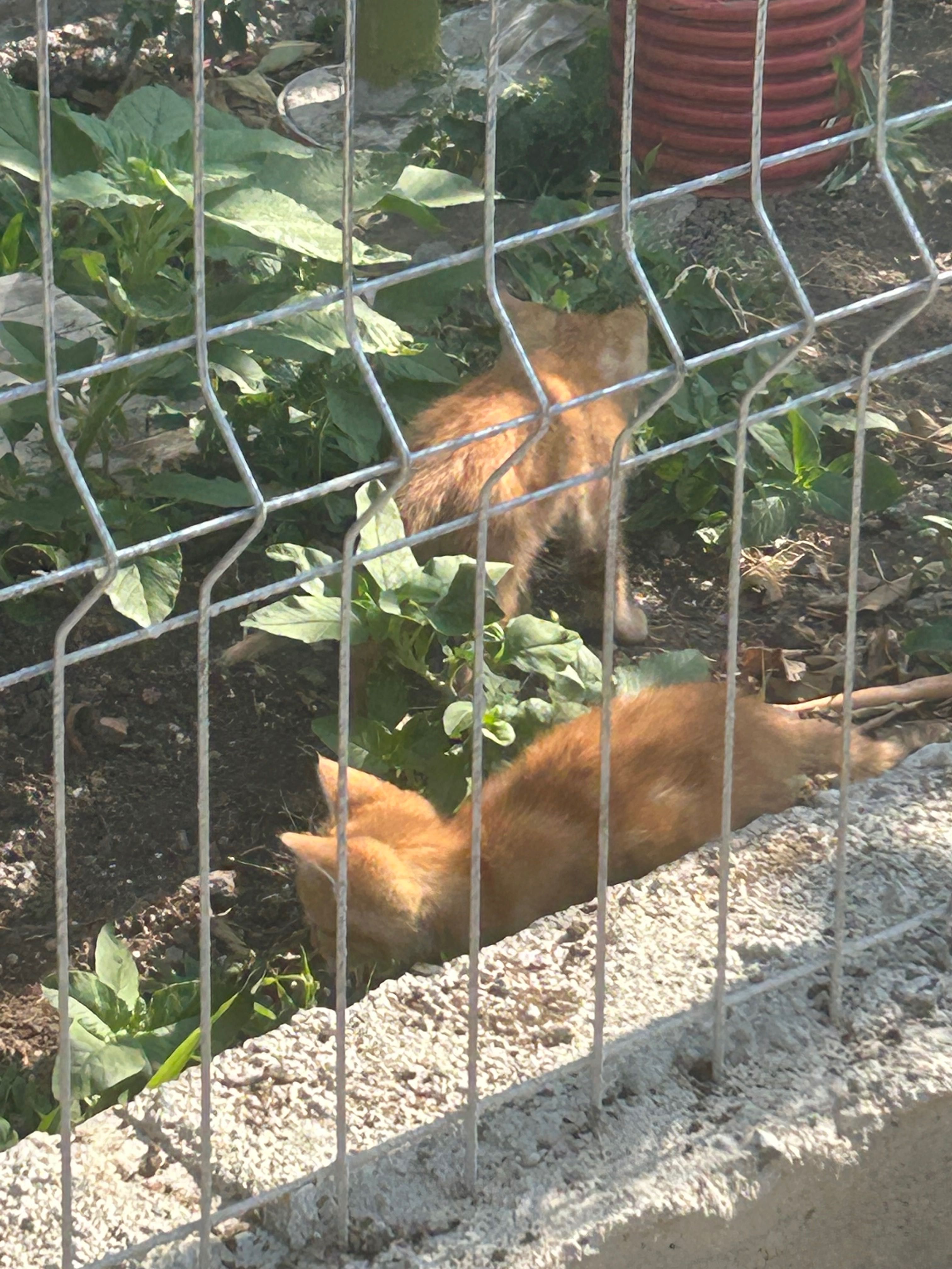 Подарявам котета