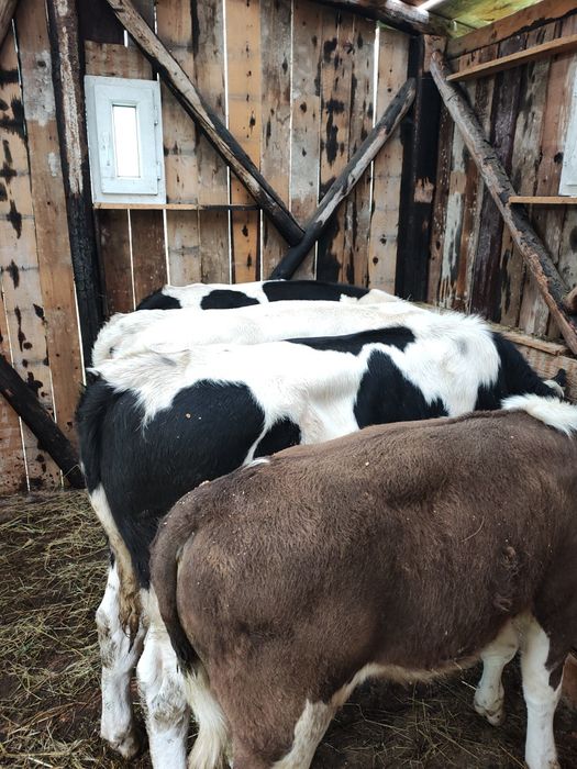 Vând viței crescuți bio