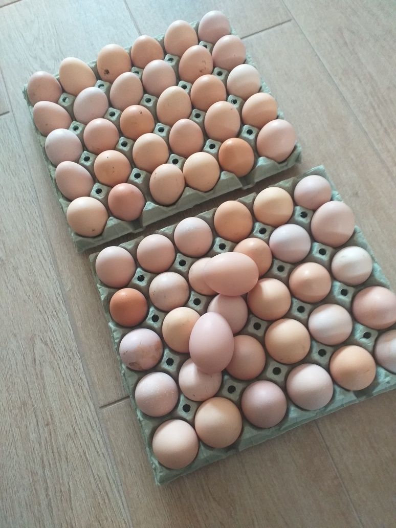 Ouă australorp de vânzare