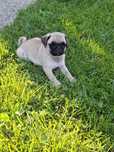 Mops/pug/pag Transport in toata RO