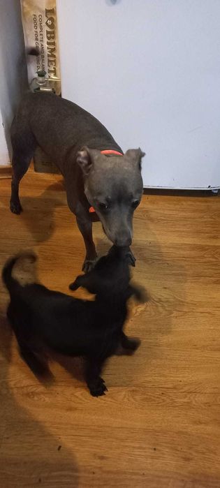 Подарък малки кученца