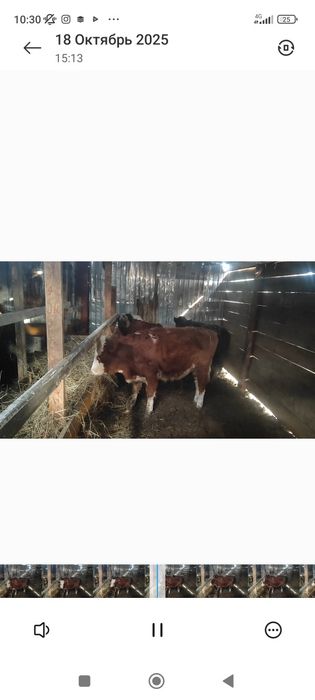 Обменяю телочку на сено