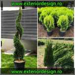 Plante ornamentale, spirale, pon pon, glob aurea/verde etc