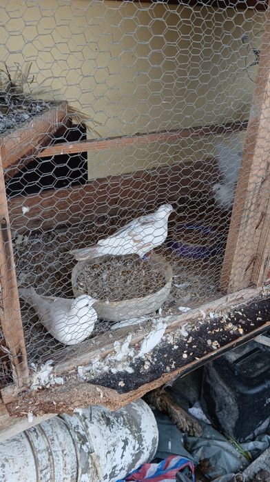 Продавам гугутки