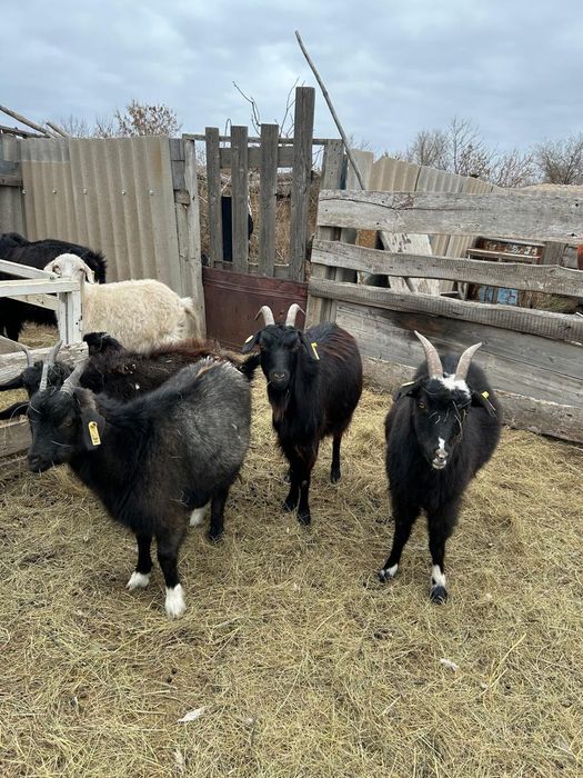 Продаётся  козы.