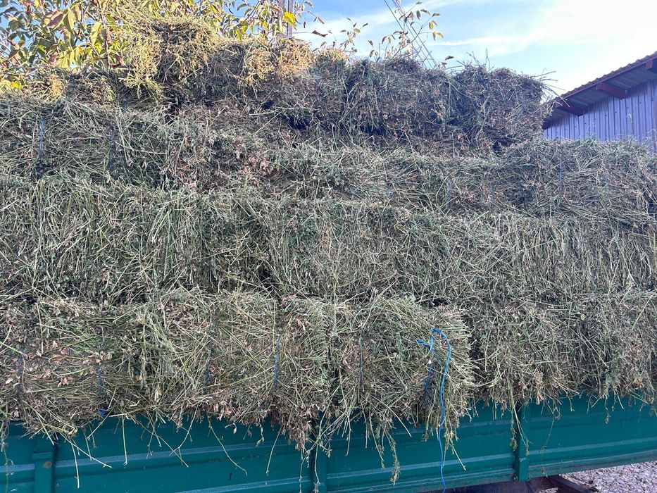 Vând baloti de lucernă coasa 3,4