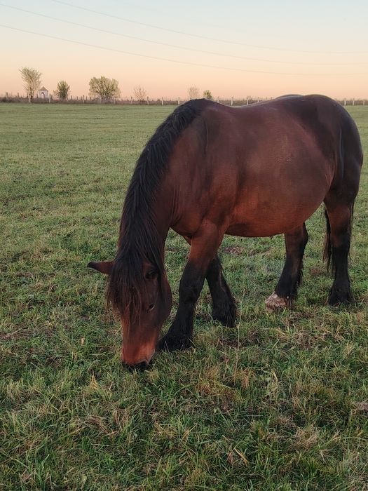 Iapă cu mânz de vânzare
