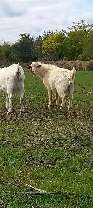 Vand tap sannen de anul acesta,țapul este ciut genetic.