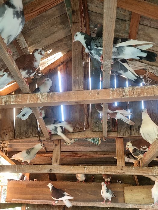 Vând porumbei jucatori