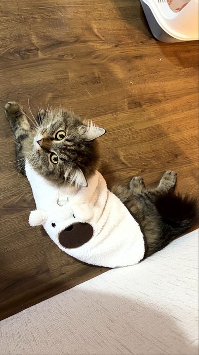 Продаётся кот породы сибирская